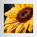 Sunflower with Water Droplets Canvas