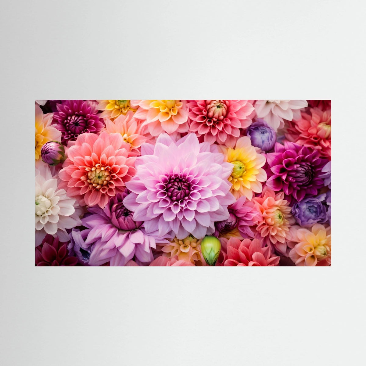 Dahlia Burst Canvas