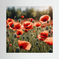 Poppy Field Canvas